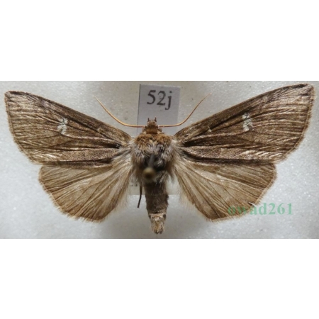 Tethea or (Denis & Schiffermüller, 1775) Falica or Czech52j